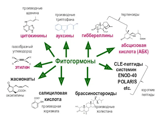 Фитогормоны цитокинины этилен ауксины гиббереллины абсцизовая кислота (АБК) жасмонаты брассиностероиды