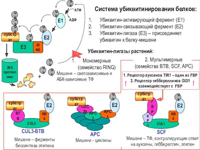 субстрат RING Ub Е3 Е2 Ub Ub Ub Ub Е1