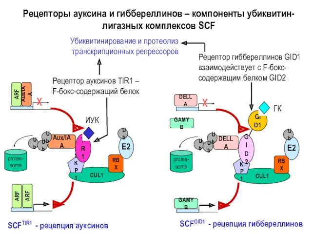 SCFTIR1 - рецепция ауксинов Рецепторы ауксина и гиббереллинов – компоненты