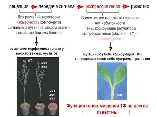 рецепция передача сигнала экспрессия генов развитие Для растений характерна избыточность