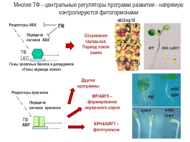 Многие ТФ - центральные регуляторы программ развития - напрямую контролируются