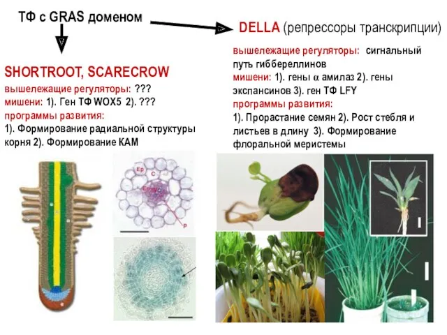 ТФ с GRAS доменом DELLA (репрессоры транскрипции) SHORTROOT, SCARECROW вышележащие