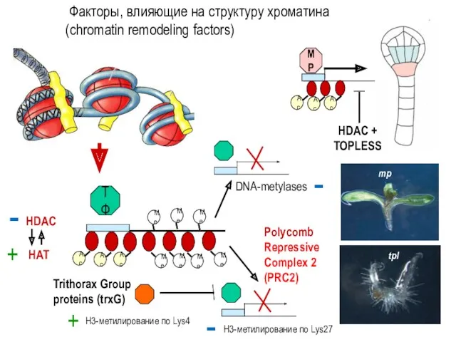 Факторы, влияющие на структуру хроматина (chromatin remodeling factors) ТФ MP