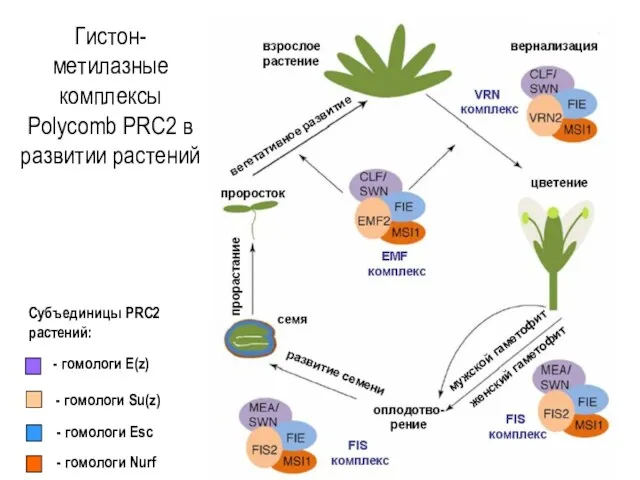 Гистон-метилазные комплексы Polycomb PRC2 в развитии растений - гомологи E(z)