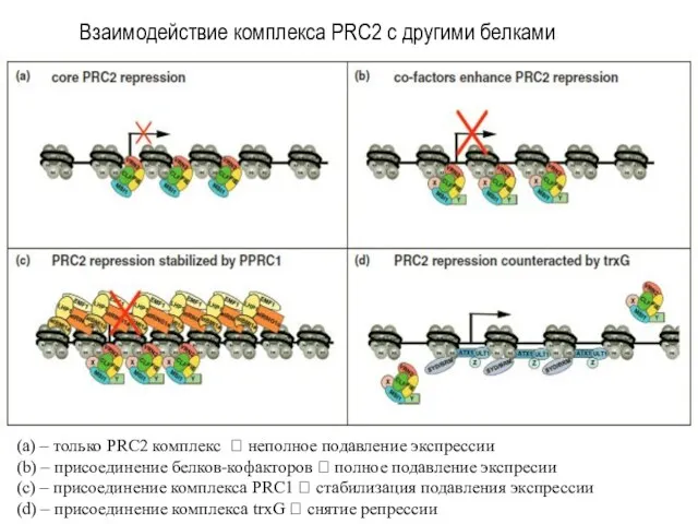 (а) – только PRC2 комплекс ? неполное подавление экспрессии (b)