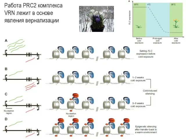 Работа PRC2 комплекса VRN лежит в основе явления вернализации