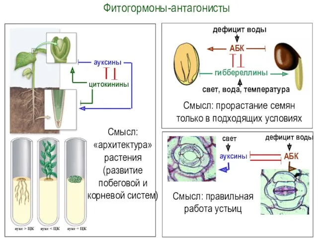 Фитогормоны-антагонисты ауксины цитокинины Смысл: «архитектура» растения (развитие побеговой и корневой