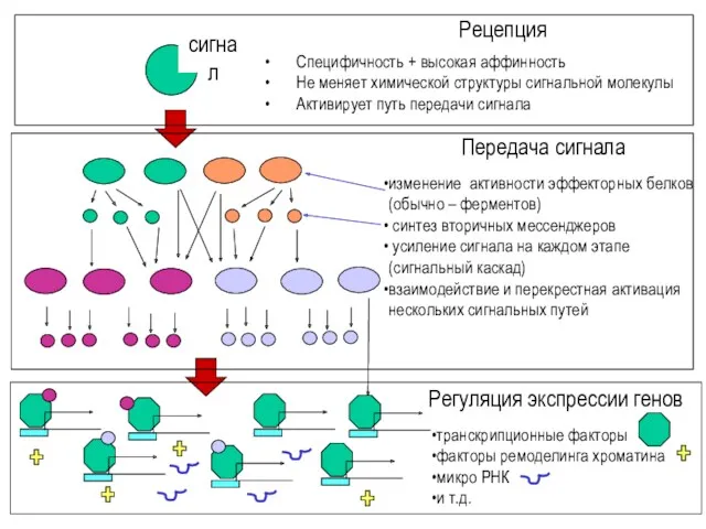 сигнал Рецепция Передача сигнала Регуляция экспрессии генов Специфичность + высокая