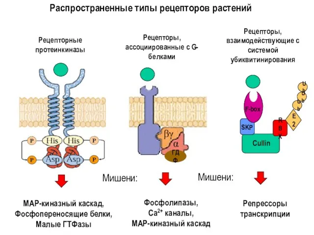 Распространенные типы рецепторов растений Рецепторные протеинкиназы Рецепторы, ассоциированные с G-белками