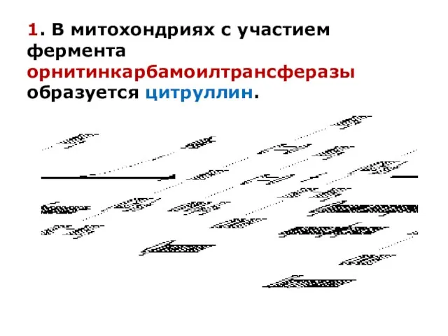 1. В митохондриях с участием фермента орнитинкарбамоилтрансферазы образуется цитруллин.