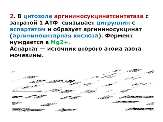 2. В цитозоле аргининосукцинатсинтетаза с затратой 1 АТФ связывает цитруллин