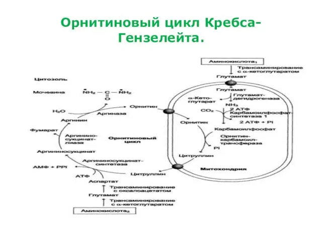 Орнитиновый цикл Кребса-Гензелейта.