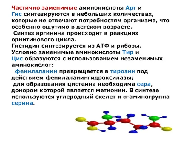 Частично заменимые аминокислоты Арг и Гис синтезируются в небольших количествах,