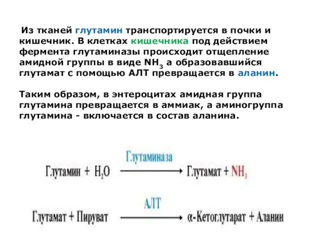 Из тканей глутамин транспортируется в почки и кишечник. В клетках