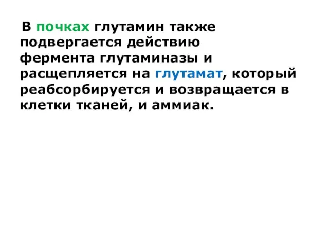 В почках глутамин также подвергается действию фермента глутаминазы и расщепляется