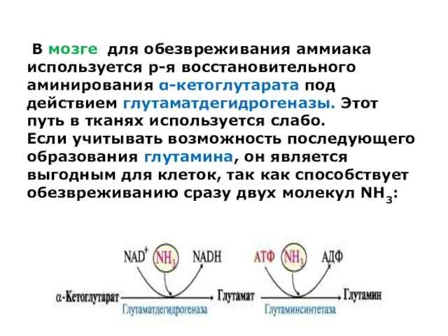 В мозге для обезвреживания аммиака используется р-я восстановительного аминирования α-кетоглутарата