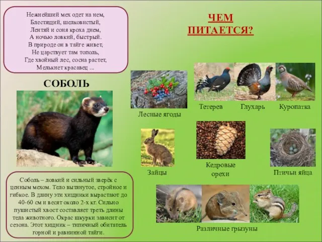 Нежнейший мех одет на нем, Блестящий, шелковистый, Лентяй и соня