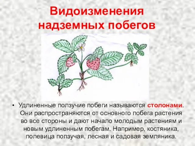 Удлиненные ползучие побеги называются столонами. Они распространяются от основного побега