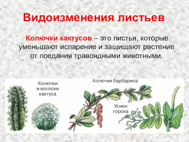 Колючки кактусов – это листья, которые уменьшают испарение и защищают