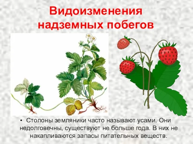 Столоны земляники часто называют усами. Они недолговечны, существуют не больше