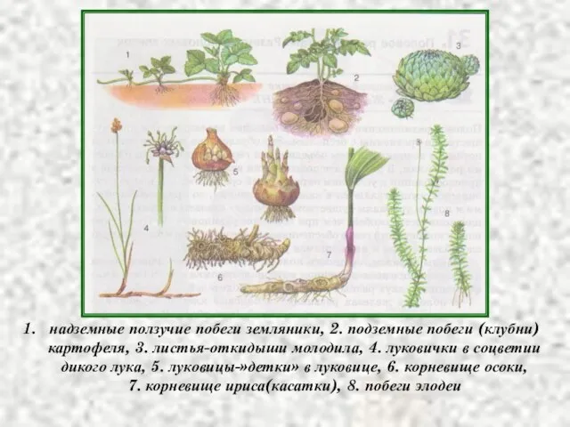 надземные ползучие побеги земляники, 2. подземные побеги (клубни) картофеля, 3.