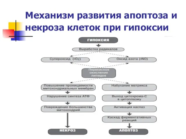 Механизм развития апоптоза и некроза клеток при гипоксии