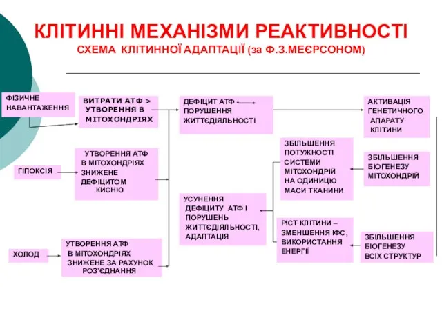 КЛІТИННІ МЕХАНІЗМИ РЕАКТИВНОСТІ СХЕМА КЛІТИННОЇ АДАПТАЦІЇ (за Ф.З.МЕЄРСОНОМ) ВИТРАТИ АТФ