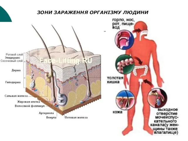 ЗОНИ ЗАРАЖЕННЯ ОРГАНІЗМУ ЛЮДИНИ