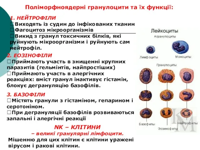 1. НЕЙТРОФІЛИ Виходять із судин до інфікованих тканин Фагоцитоз мікроорганізмів