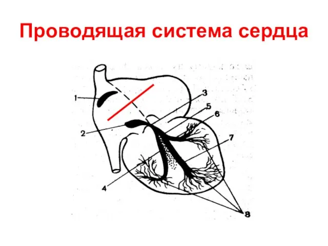 Проводящая система сердца