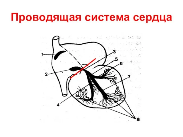 Проводящая система сердца