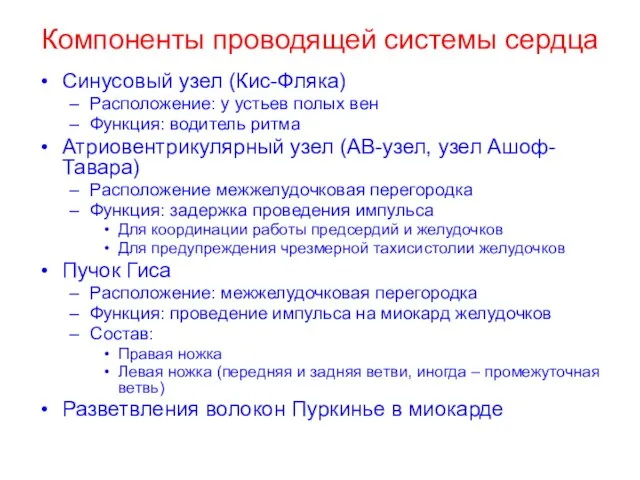 Компоненты проводящей системы сердца Синусовый узел (Кис-Фляка) Расположение: у устьев