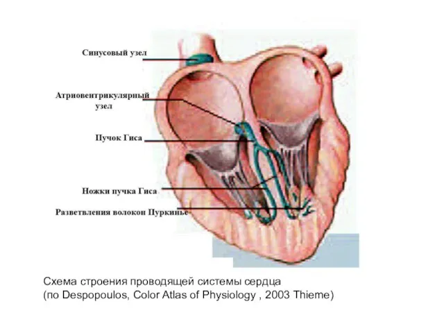 Схема строения проводящей системы сердца (по Despopoulos, Color Atlas of Physiology , 2003 Thieme)