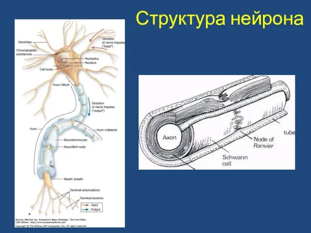 Структура нейрона