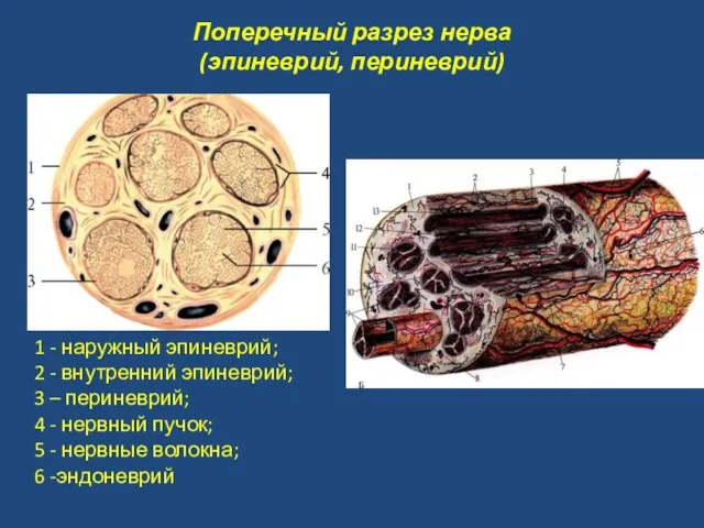 Поперечный разрез нерва (эпиневрий, периневрий) 1 - наружный эпиневрий; 2