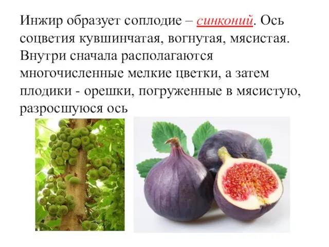 Инжир образует соплодие – синконий. Ось соцветия кувшинчатая, вогнутая, мясистая.