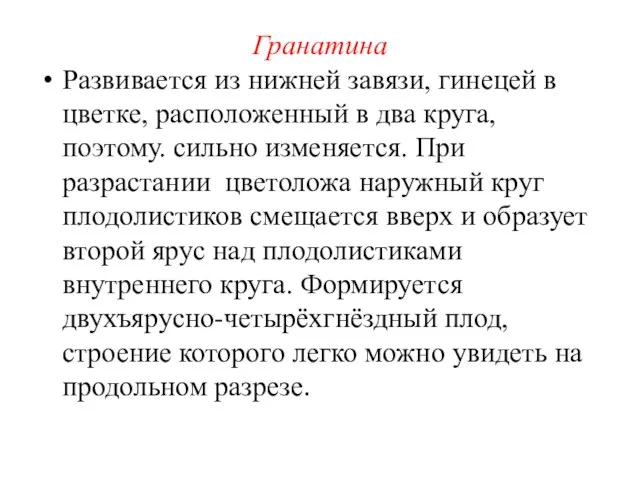 Гранатина Развивается из нижней завязи, гинецей в цветке, расположенный в