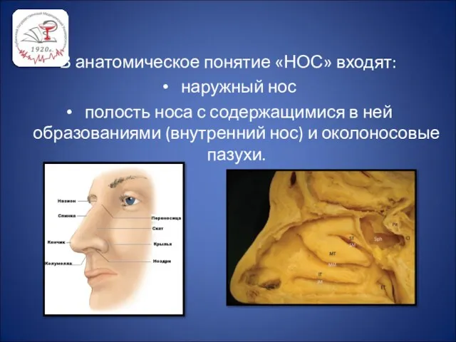 В анатомическое понятие «НОС» входят: наружный нос полость носа с
