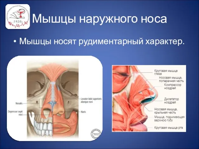 Мышцы наружного носа Мышцы носят рудиментарный характер.