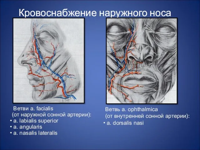 Кровоснабжение наружного носа Ветви a. facialis (от наружной сонной артерии):