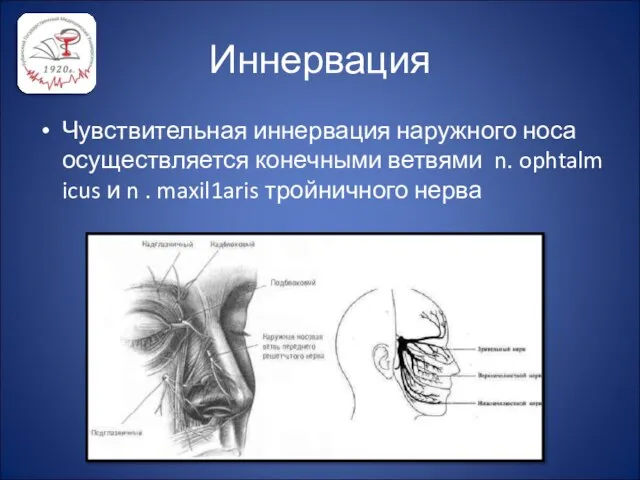 Иннервация Чувствительная иннервация наружного носа осуществляется конечными ветвями n. ophtalm