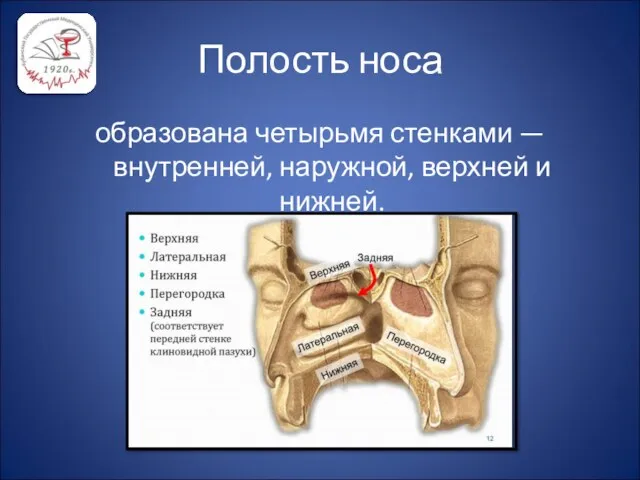 Полость носа образована четырьмя стенками — внутренней, наружной, верхней и нижней.