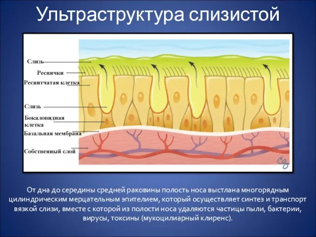 Ультраструктура слизистой От дна до середины средней раковины полость носа