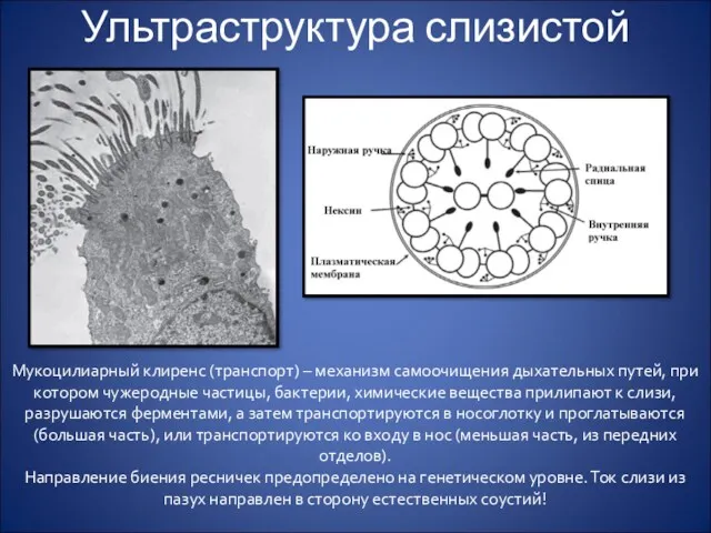 Ультраструктура слизистой Мукоцилиарный клиренс (транспорт) – механизм самоочищения дыхательных путей,