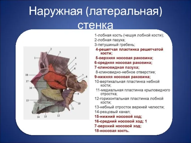 Наружная (латеральная)стенка