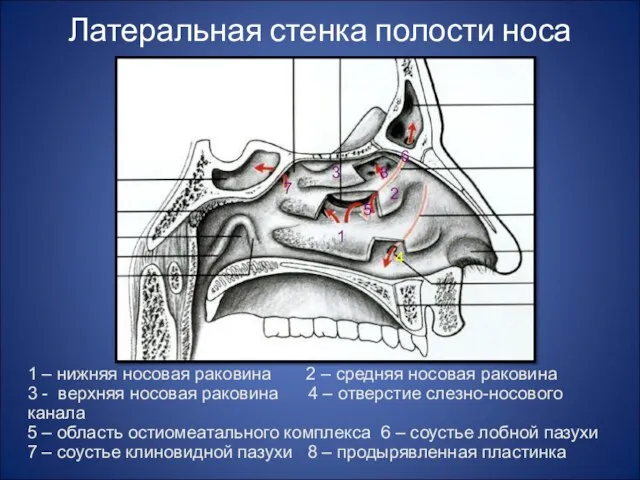 Латеральная стенка полости носа 1 2 3 4 5 6