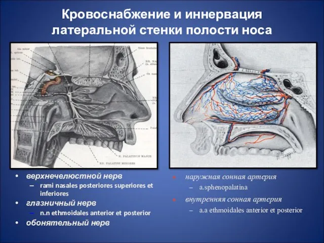 Кровоснабжение и иннервация латеральной стенки полости носа верхнечелюстной нерв rami