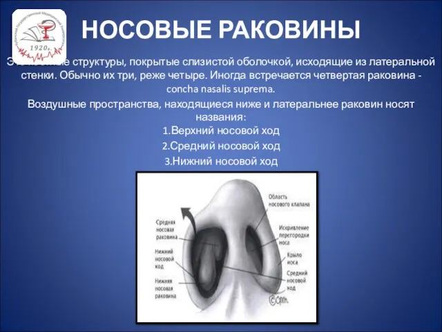 НОСОВЫЕ РАКОВИНЫ Это костные структуры, покрытые слизистой оболочкой, исходящие из