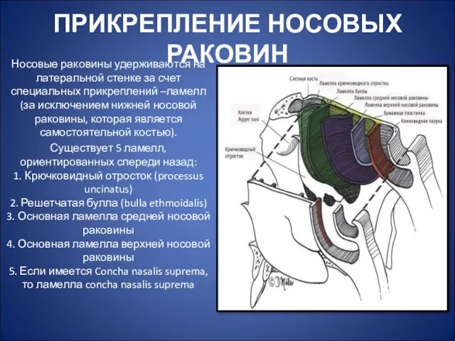 ПРИКРЕПЛЕНИЕ НОСОВЫХ РАКОВИН Носовые раковины удерживаются на латеральной стенке за