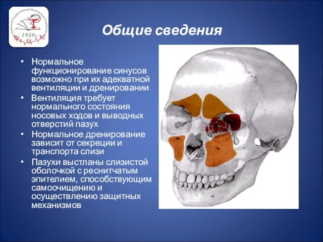 Общие сведения Нормальное функционирование синусов возможно при их адекватной вентиляции